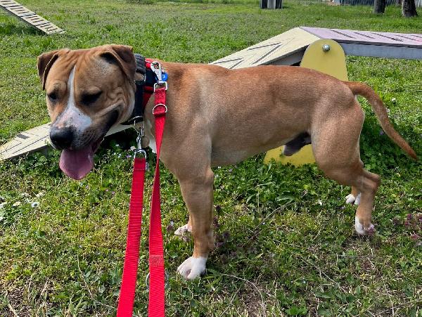 PABLO PIT CERCA CASA Foto 4